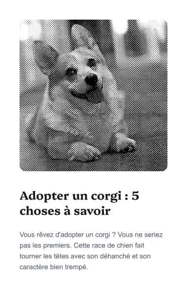Bloc image + texte qui ressemble à l'introduction d'un article de blog dont le titre est "Adopter un corgi : 5 choses à savoir"
